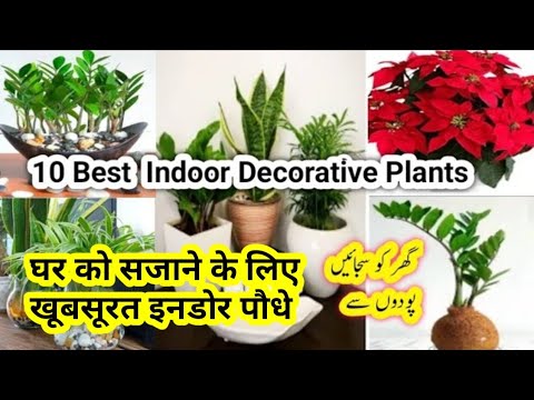 10 Best Indoor Decorative Plants For Home/گھر کے لیے سجاوٹی پودے/indoor Plants For Bedroom