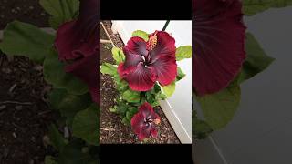 Grafting Hibiscus Like a PRO! Fast & Easy ! #shorts #gardening #grafting