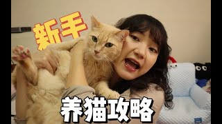 ★新手养猫指南★300元搞定全套猫猫用品！快给哈基米安排上~