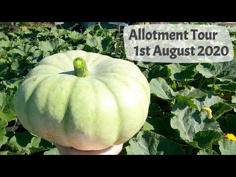 Allotment Tour, 1st August 2020