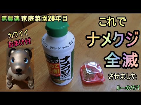 【これでナメクジが居なくなりました  おまけ付】家庭菜園28年目 無農薬 半自給自足 ルーのパパ