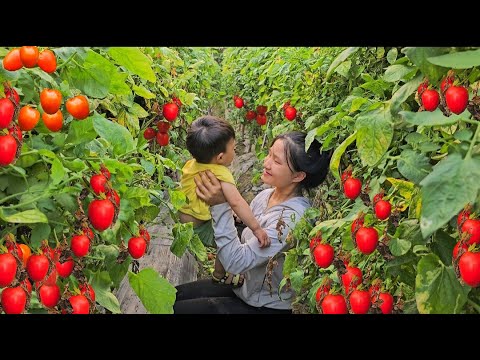 15 year old poor single mother harvests tomatoes to sell - celebrates her child's birthday