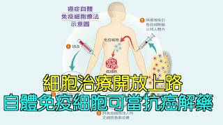 細胞治療開放上路 自體免疫細胞可當抗癌解藥