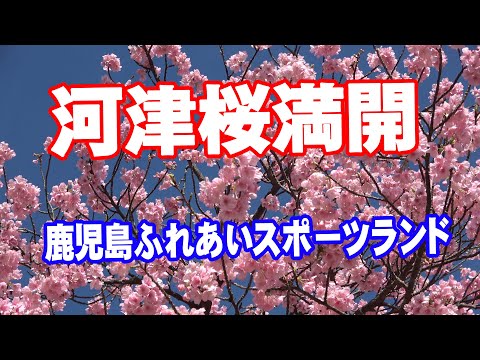 河津桜　2024年2月6日　じっちゃん花物語