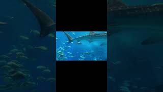 ちゅら海水族館 #サラリーマン #借金地獄 #パチンコ #ショート #独身 #ひとり暮らし #孤独な男 #水族館#沖縄#沖縄旅行 #鮫