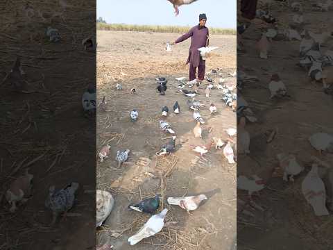 #pigeon #manytypesofpigeons #colourfulpigeons #birdspecies #pigeonbreeds #animals #punjabpigeons