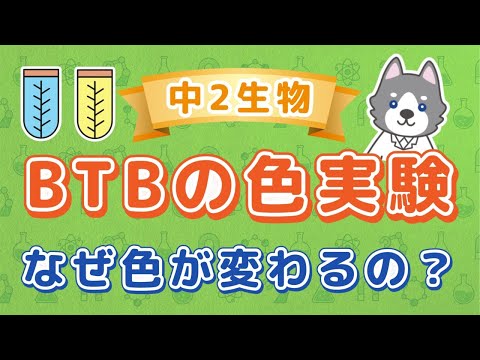 中2理科『植物をBTB溶液に入れて色の変化を見る実験』