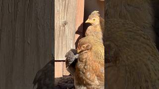 Happy chickens preen in the sunshine. #happychickens