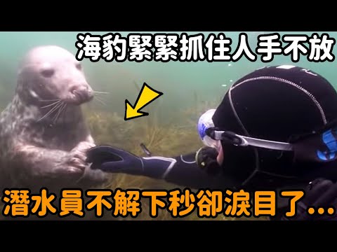 The diver ran into a seal underwater  grabbed his hand tightly and refused to let it go. The diver