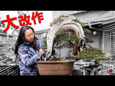 Kanta made a big adaptation to show shari. [Bonsai Q]