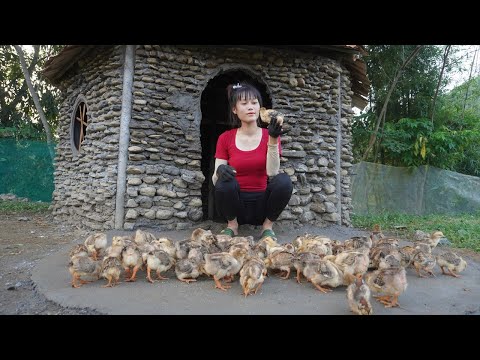 Young Woman building stone house after 3 years on the farm alone - Buy baby chicken to raise