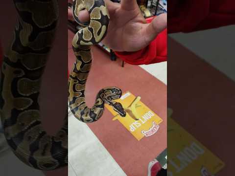 Fascinating Snake #shortvideo #shortsvideo #youtubeshorts #youtube #snake #reptile #animals #cool