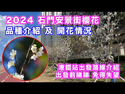 【2024 石門櫻花】香港賞櫻景點－安景街公園 | 品種介紹 | 最新開花情況 | 石門港鐵站出發路線介紹 | 吉野櫻 | 染井吉野櫻 | 洲府枝垂櫻 | 香水吉野櫻 | 福爾摩沙櫻