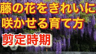 藤の花を咲かせる育て方や剪定について説明しました。藤棚や盆栽、鉢植えのご参考に！