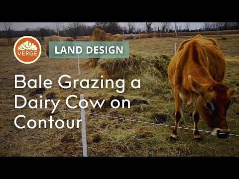 Bale Grazing on Contour!