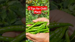 5 Tips to Grow Chilli Plant | Tips & Tricks 21 #diybuddy #plantcare #chilliplant #home #planttips