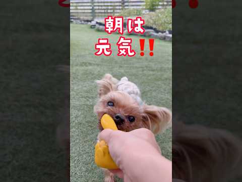 オレ、朝は元気やで‼️夕方はあぢぃからムリ🐶