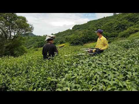 阿里山茶園【修剪茶樹】