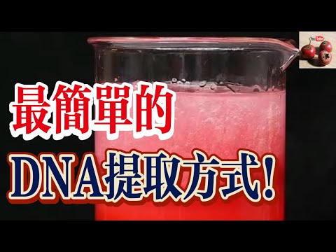 【億點科學】最簡單的DNA提取方式！在家一個人就可以做！【有億思】#科學 #探索 #發明 #有趣