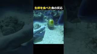 生卵を食べた魚の反応