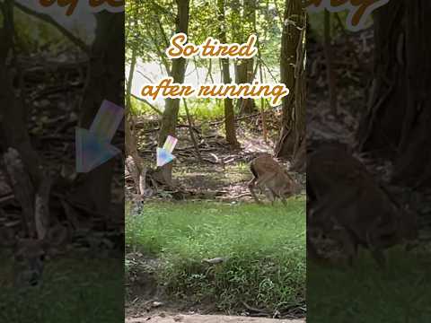 Two fawns are sitting in the forest after running | Horizons_視野| deer | wildlife | white-tailed deer