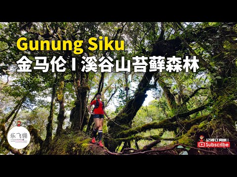 【短视频】Gunung Siku Mossy Forest 金马伦高原 | 溪谷山 | 苔藓森林