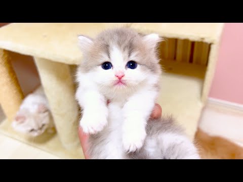 【マンチカンの子猫】子猫の固まった姿も可愛い件 ～猫のいる生活Vol.1021～出産動画 マンチカン短足・ミヌエット・ペルシャ猫専門ブリーダー『ペット蔵人』【子猫の成長記録】