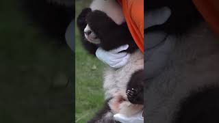 #qisanmei #panda #cutepanda #pandababy #cuteanimals #pets #fyp