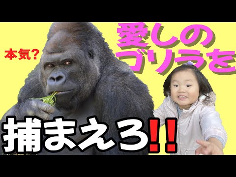 【VLOG #13】爆笑見どころ満載の#13❗️愛おしのゴリラを捕まえろ❗️