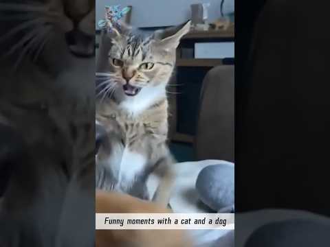 #6 Funniest Cats And Dogs videos 🐶🐱 #funny #animals #cuteanimals