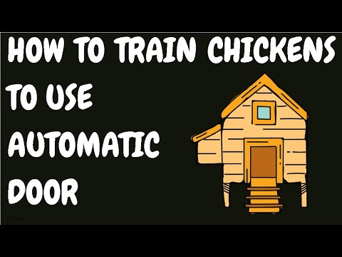 How To Train Chickens To Use Automatic Door