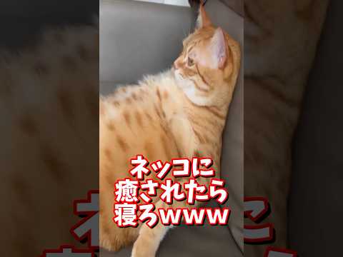 ネッコの動画で癒されたら寝ろｗｗｗ　#2ch #2chまとめ 動物スレ #2ch面白いスレ #動物 #犬 #猫 #癒やし #ねこ動画