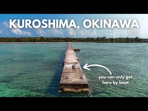 KUROSHIMA | the remote Japanese island where cows outnumber people!