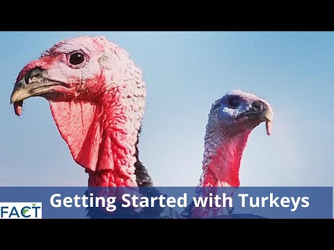 Getting Started with Turkeys