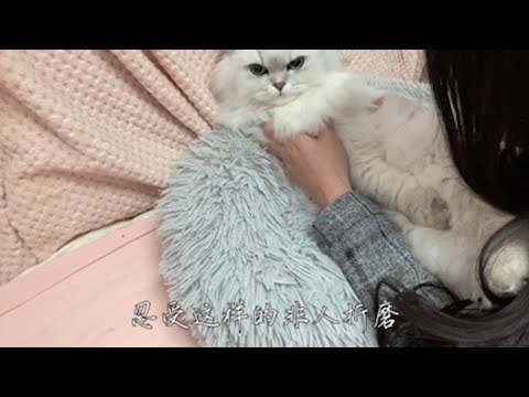 不要出去玩儿，外面的小猫咪生来就是要被亲亲的