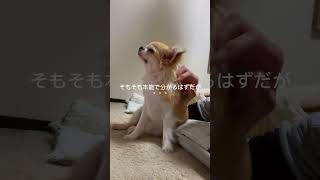 甘える声の出し方わからないのかなぁ？ #funny #dog #グッドボタンもだワン #chihuahua