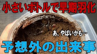 10cmを超える大型種のクワガタが７ヶ月で小さいボトルで羽化してしまった件