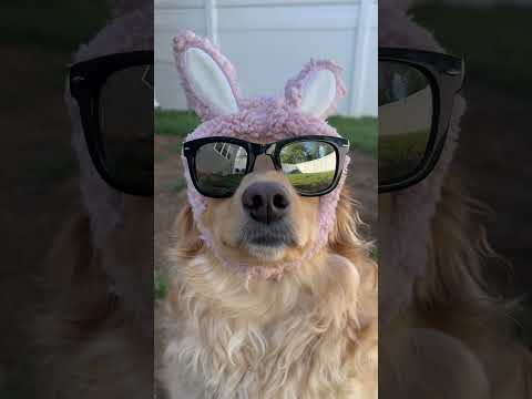 The REAL Bad Bunny 🐰 #goldenretriever #dogdad #dogcomedy #dogfunny #funnydogs #badbunny #doglove