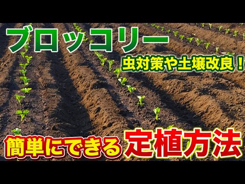 【ブロッコリー】植え付け時にこれを気をつけないと上手の育ちません（虫対策・土壌改良・畝立て・植え付けまで）