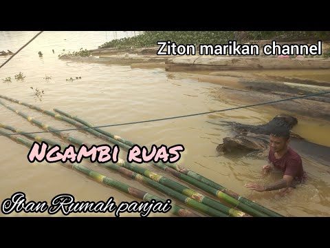 Ruas/buluh...kena mansuh manuk & ikan.