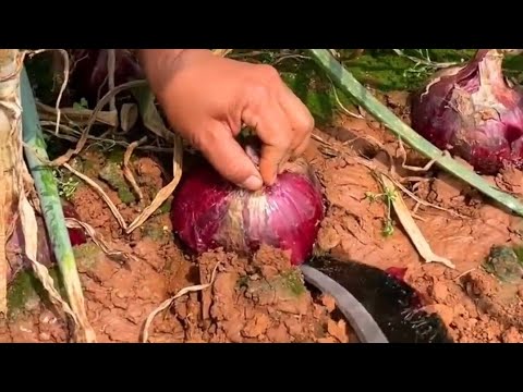 चाइनीज प्याज।chinese onion #shorts#viral