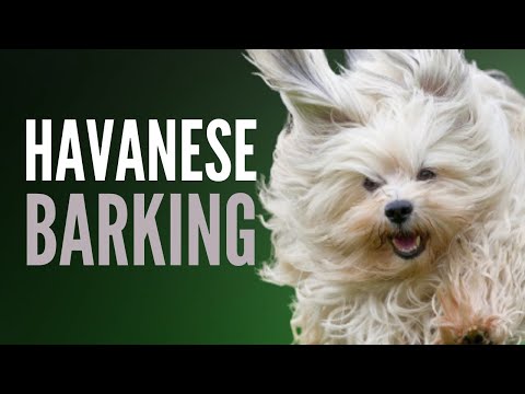 How To Get A Havanese To Bark (Barking Compilation)