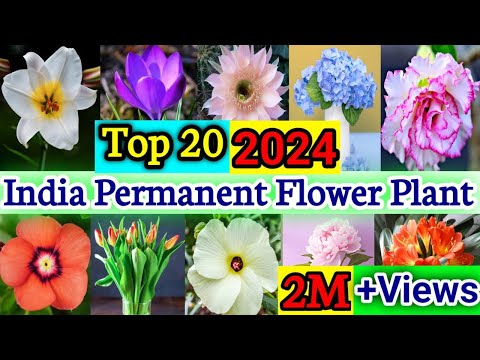 Top 20 Aromatic Permanent Flowering Plants in India | Scented Flower Plant | Perennial Plower Plant