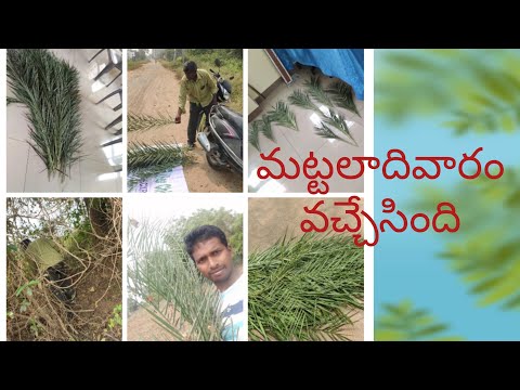 #palm sunday#Hosanna|సొంతగా నాకు చెప్పకుండా మా husband ఈ వీడియో shoot చేసుకొచ్చారు ||palms కోసం వేట