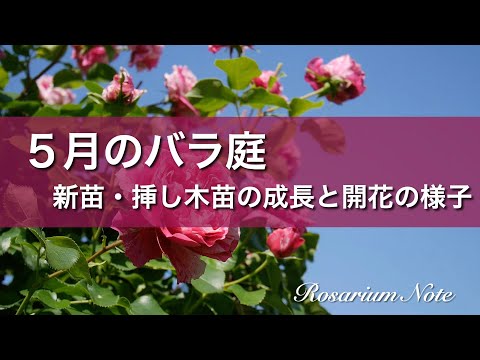 《５月のバラ庭》新苗・挿し木苗の成長と開花の様子