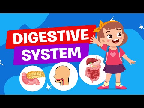 How the Digestive System Works | Science Lesson | Educational Video | Learn Videos | Crash Course