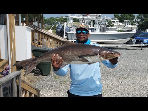 Cobia Fishing On The Chesapeake Bay!! My First Cobia!! (2023)