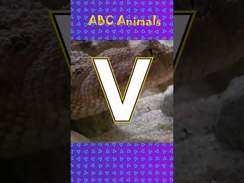 ABC Animals | R S T U V W X Y Z #animal #abcd