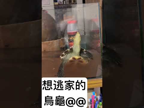 想逃家的烏龜