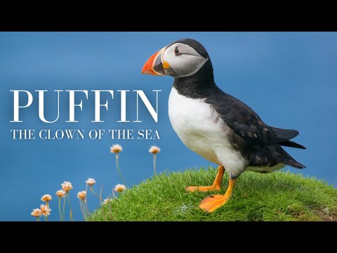 Puffin Fun Facts for Kids | Meet the Clowns of the Sea